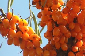 Sea Buckthorn Berry